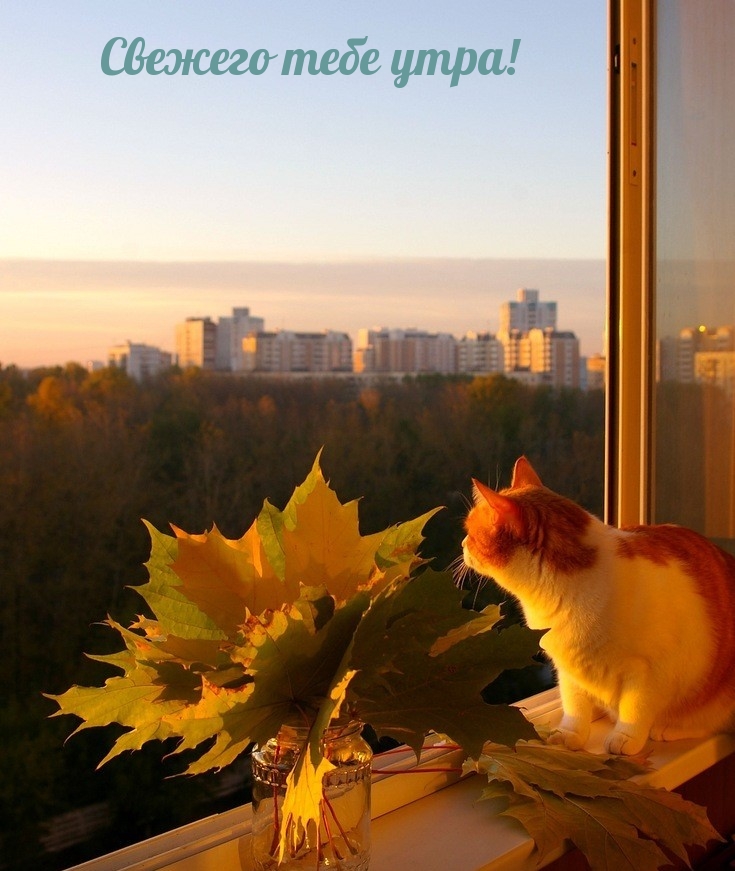 Свежего тебе утра!