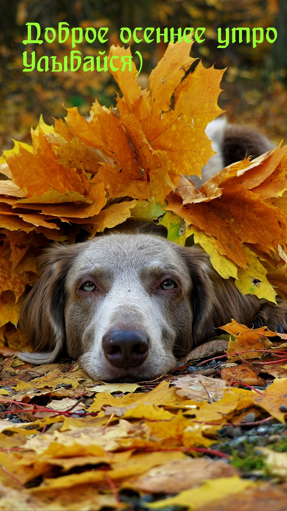 Доброе осеннее утро Улыбайся)