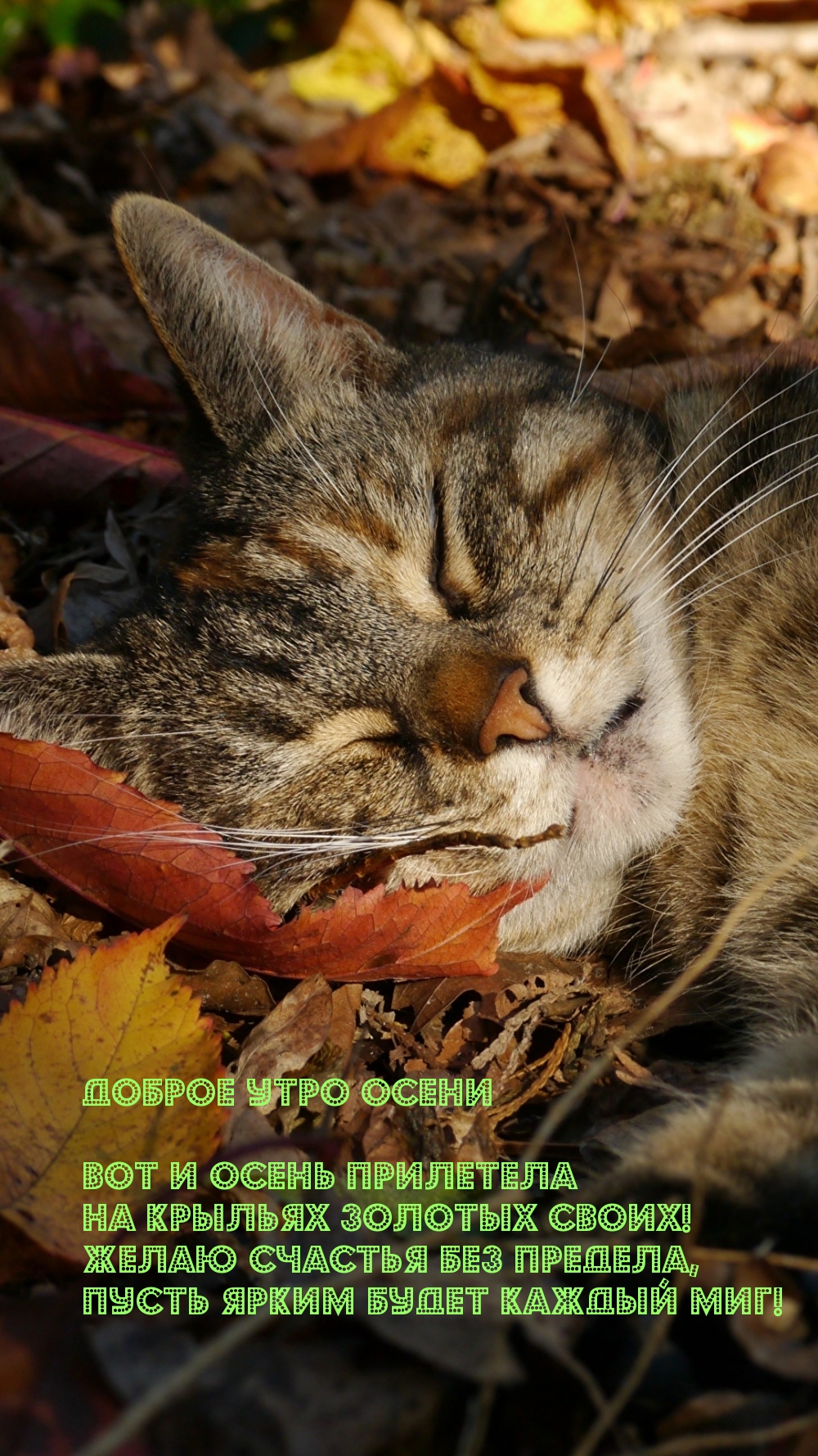Доброе утро осени! Вот и осень прилетела на крыльях золотых своих!