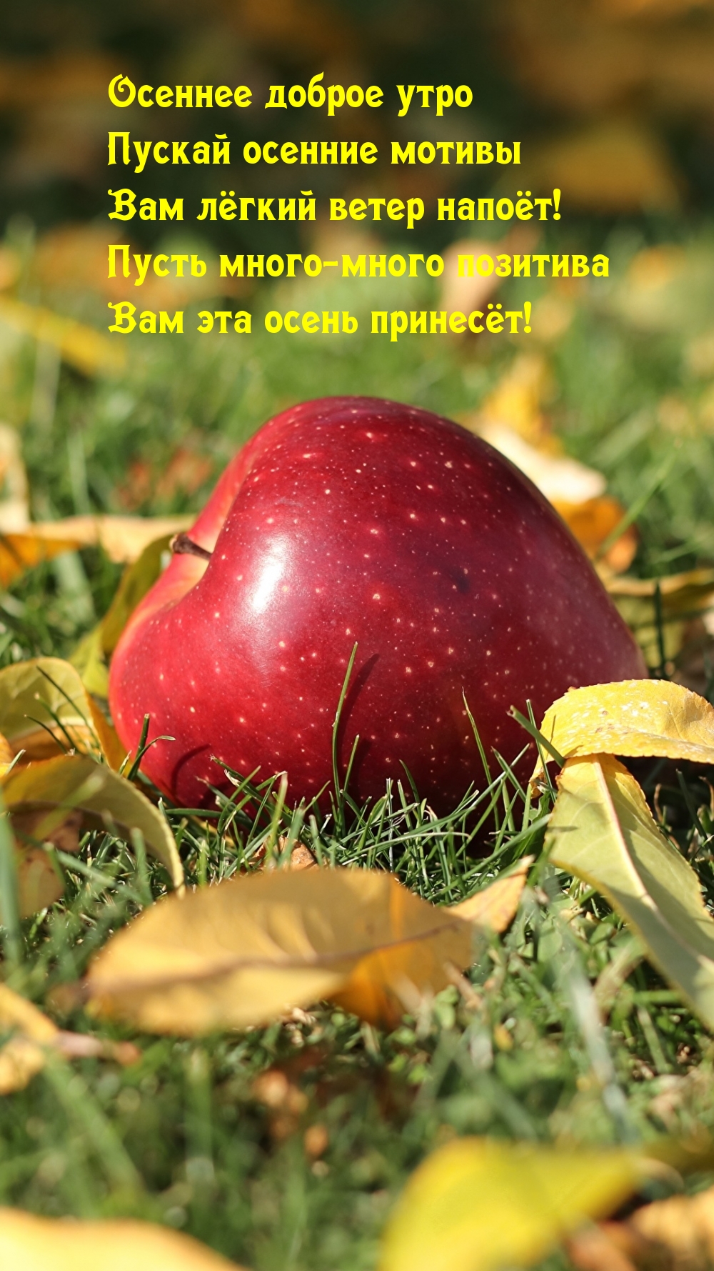 Осеннее доброе утро! Пускай осенние мотивы Вам лёгкий ветер напоёт!
