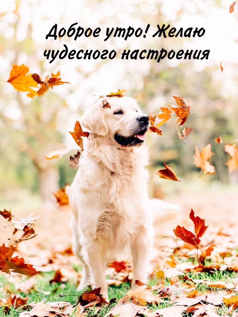 Доброе утро! Желаю чудесного настроения