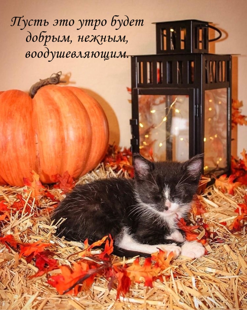 Пусть это утро будет добрым, нежным, воодушевляющим.