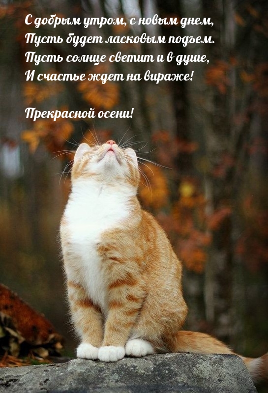 Пусть солнце светит и в душе. Прекрасной осени!