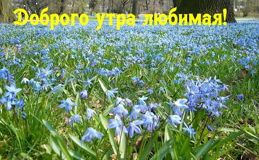 Доброго утра любимая!