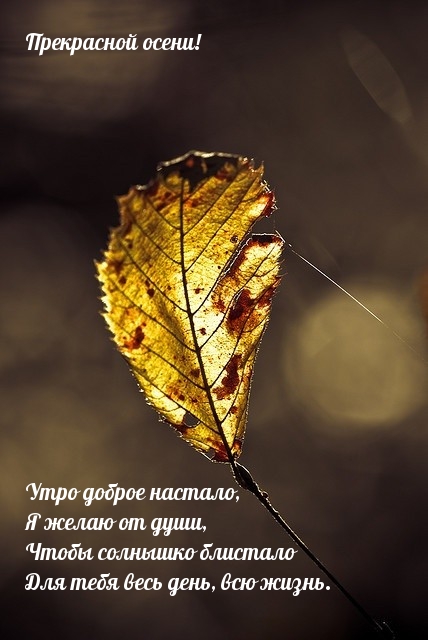 Прекрасной осени! Утро доброе настало