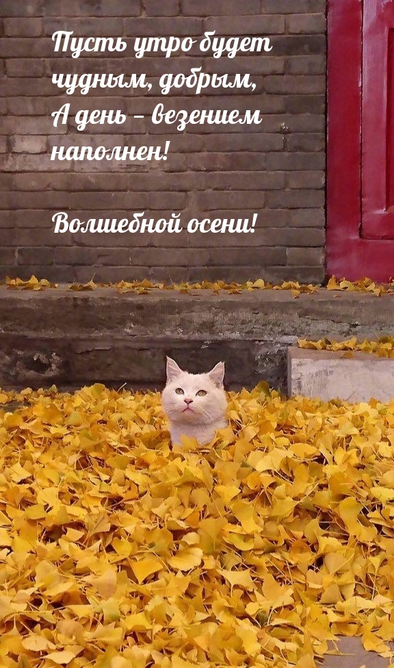 Пусть утро будет чудным, добрым