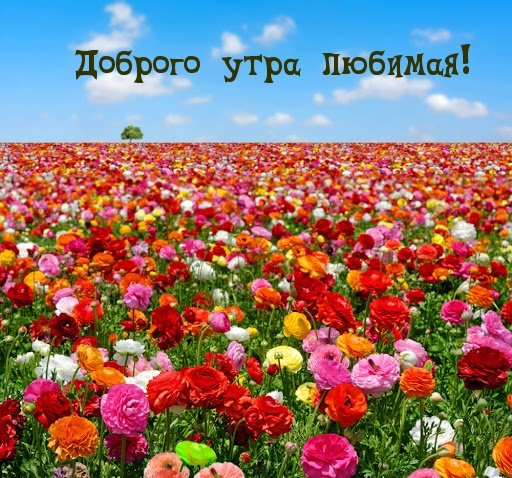 Доброго утра любимая!