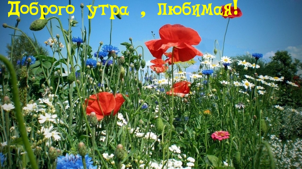 Доброго утра , любимая!