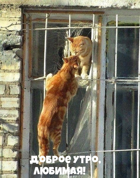 Доброе утро, любимая!