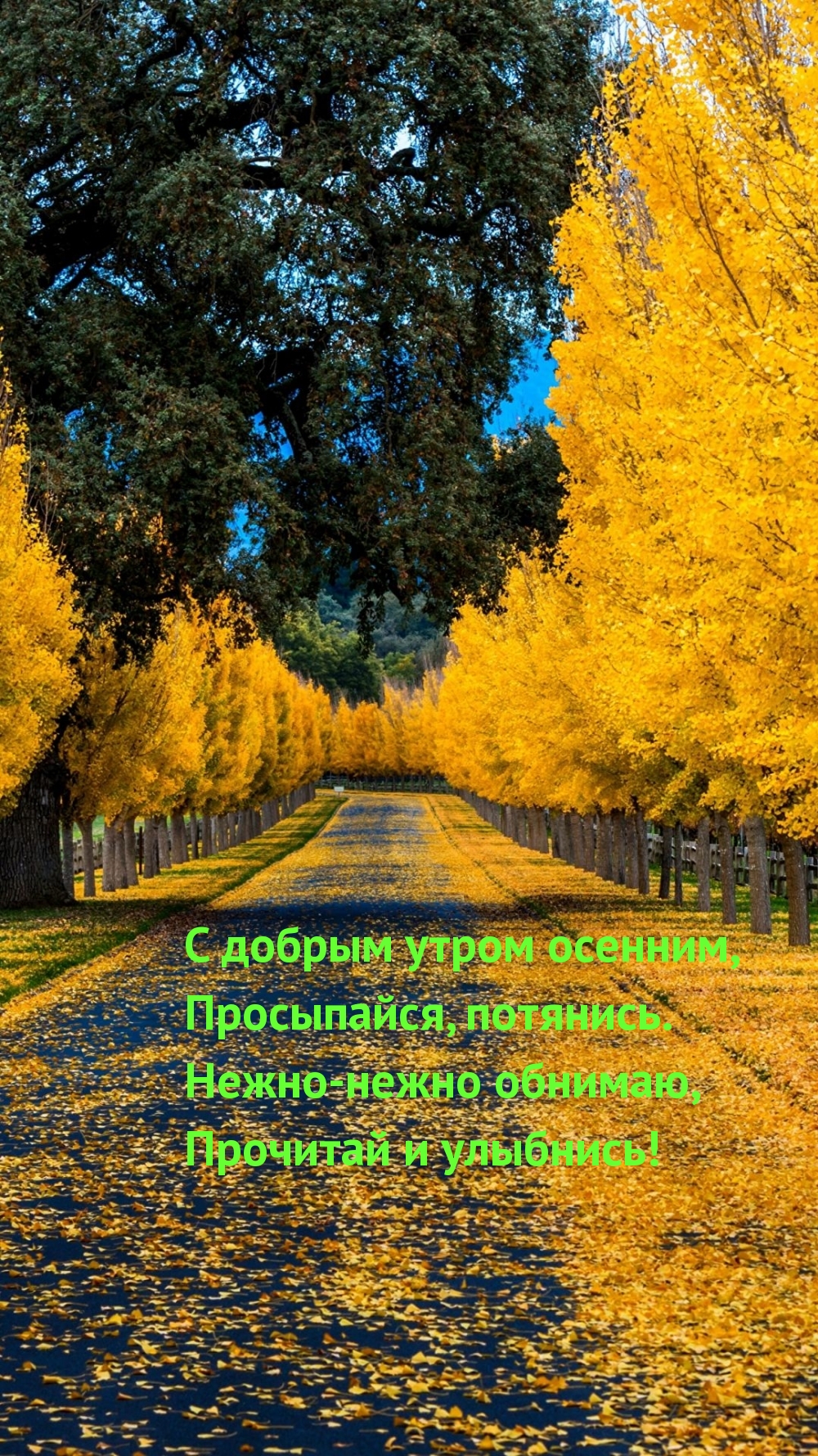 С добрым утром осенним, просыпайся, потянись.