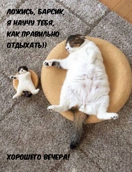 Картинка со смешными котиками для пожелания хорошего вечера