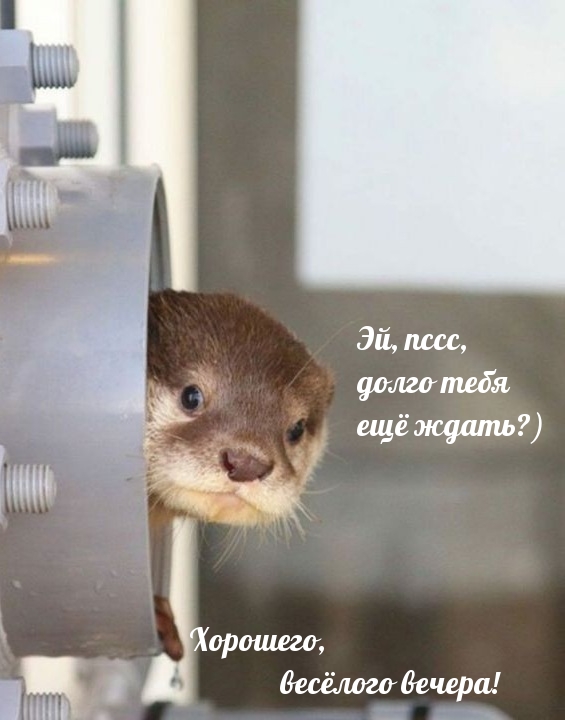 Смешное пожелание хорошего вечера