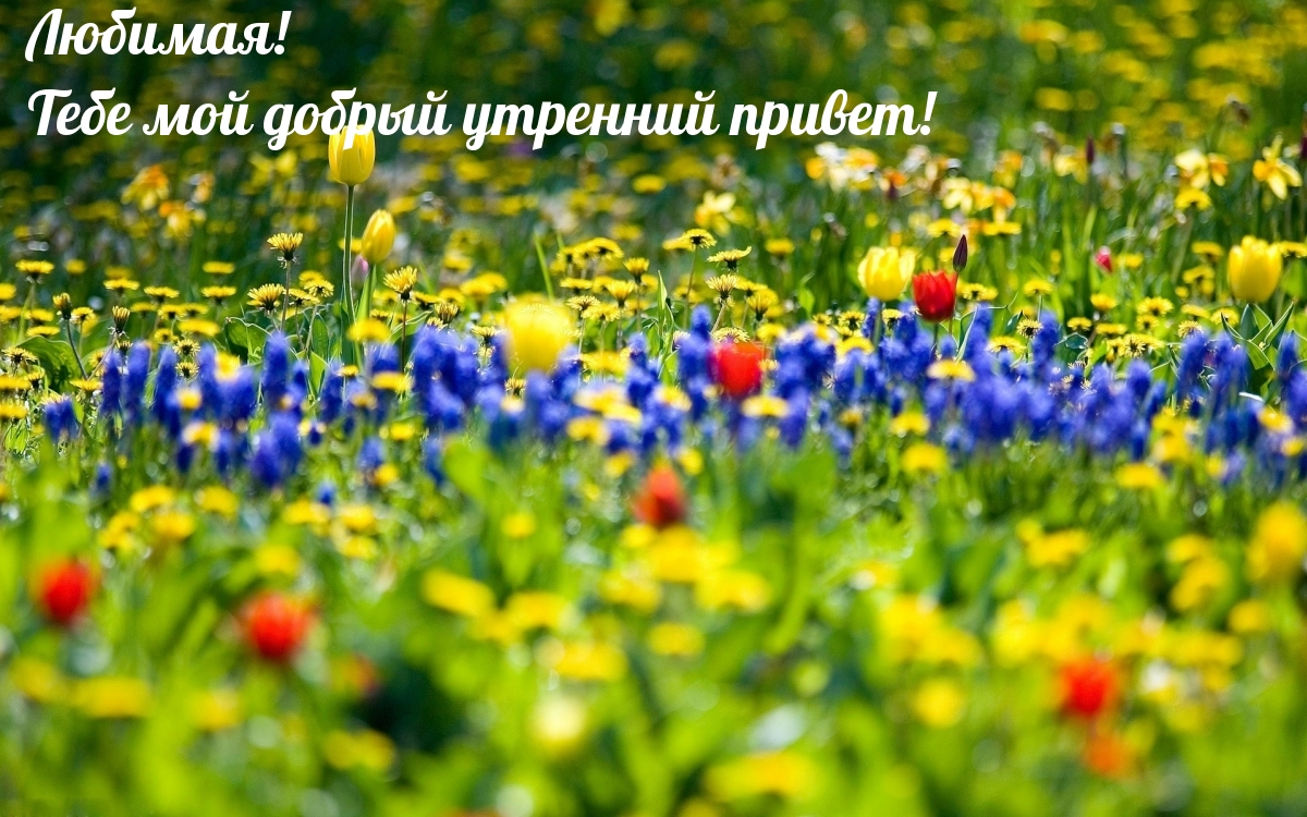 Любимая! Тебе мой добрый утренний привет!