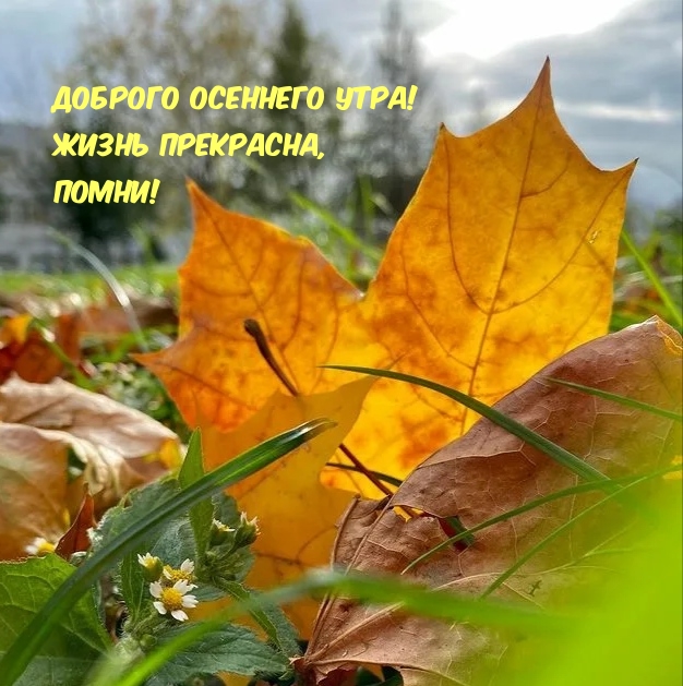 Доброго осеннего утра! Жизнь прекрасна, помни!