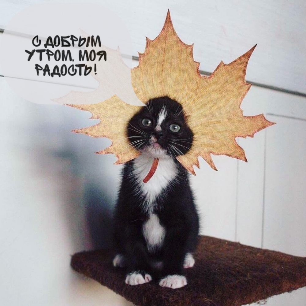 С добрым утром, моя радость!