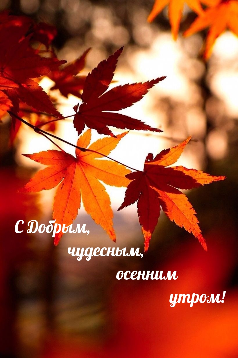 С Добрым, чудесным, осенним утром!