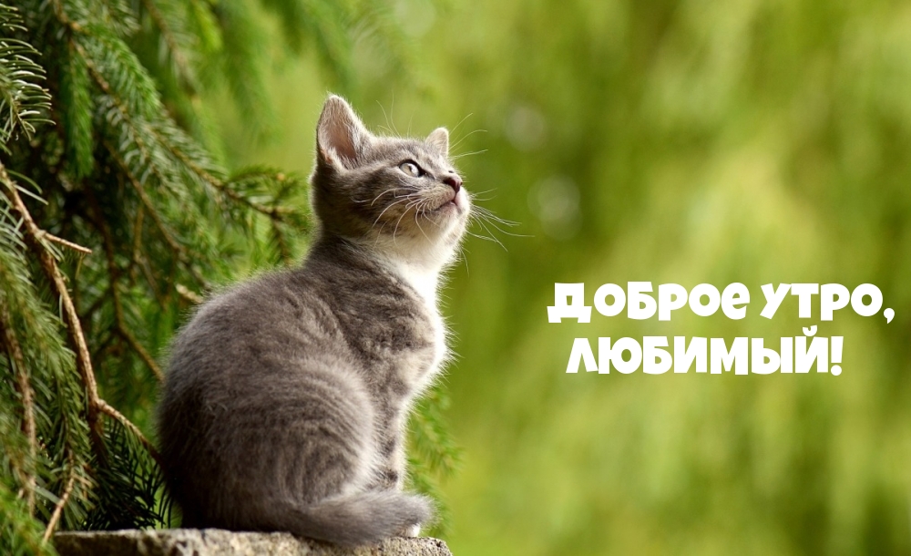 Доброе утро, любимый!