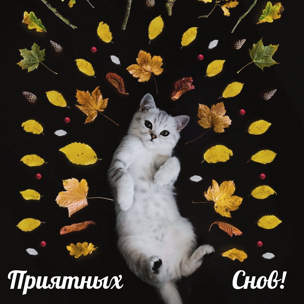 Приятных Снов!