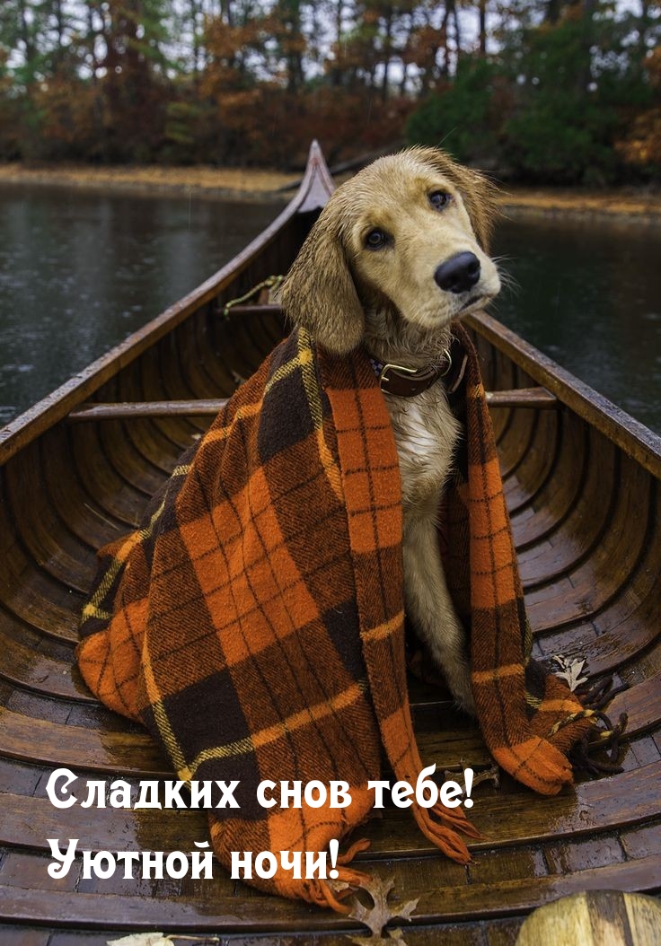 Сладких снов тебе! Уютной ночи!