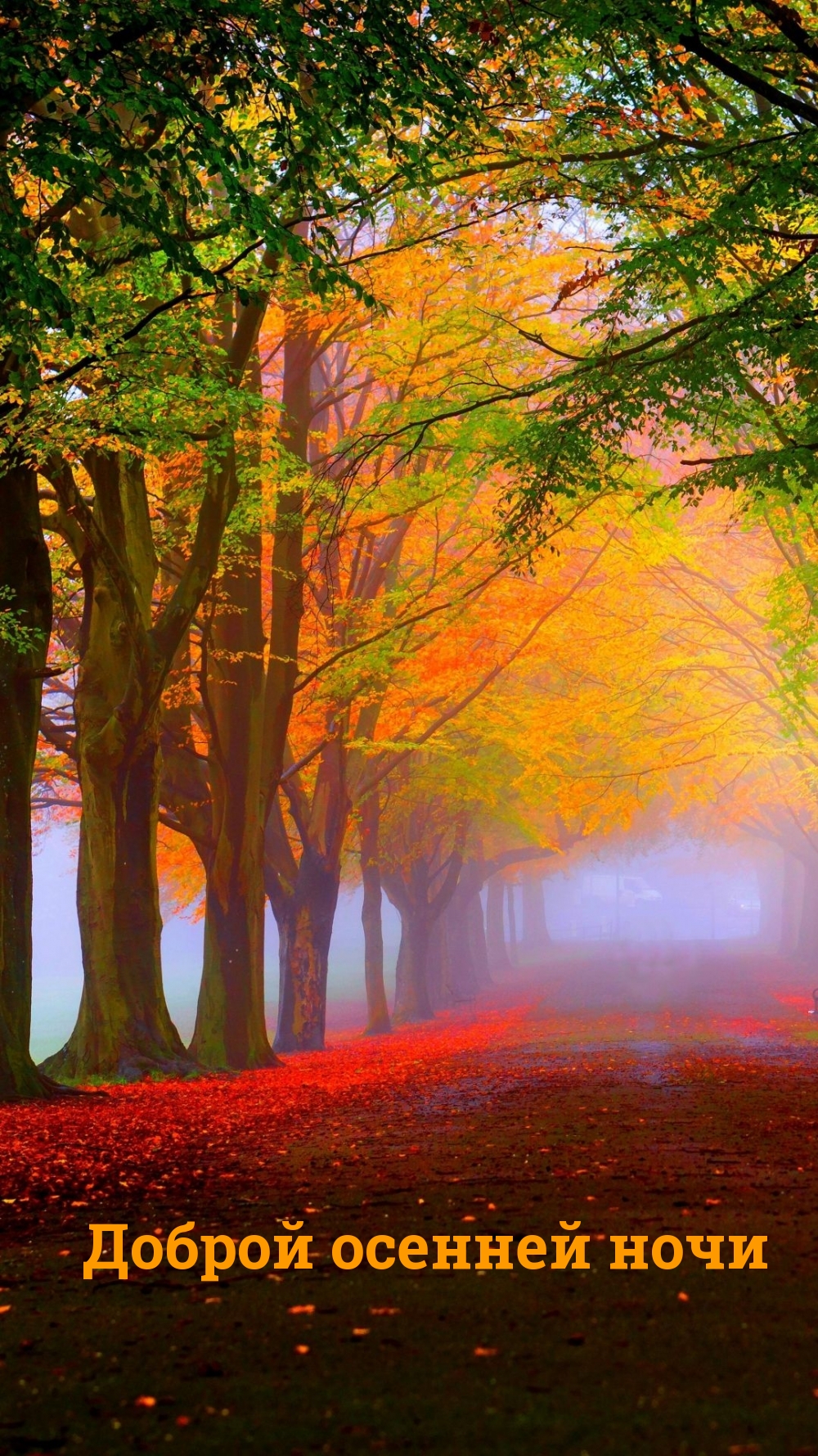 Доброй осенней ночи