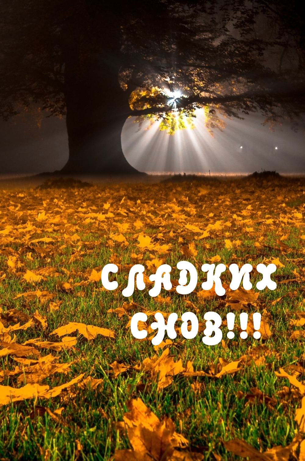 СЛАДКИХ СНОВ!