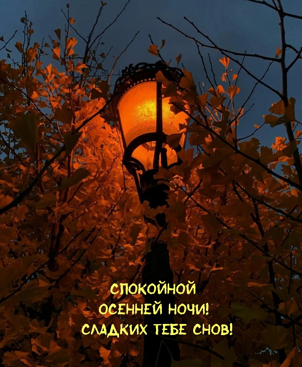 Спокойной осенней ночи! Сладких тебе снов!