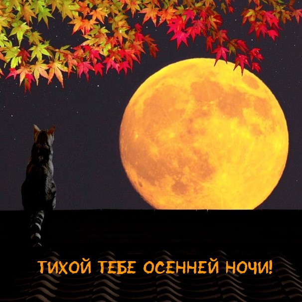 Тихой тебе осенней ночи!