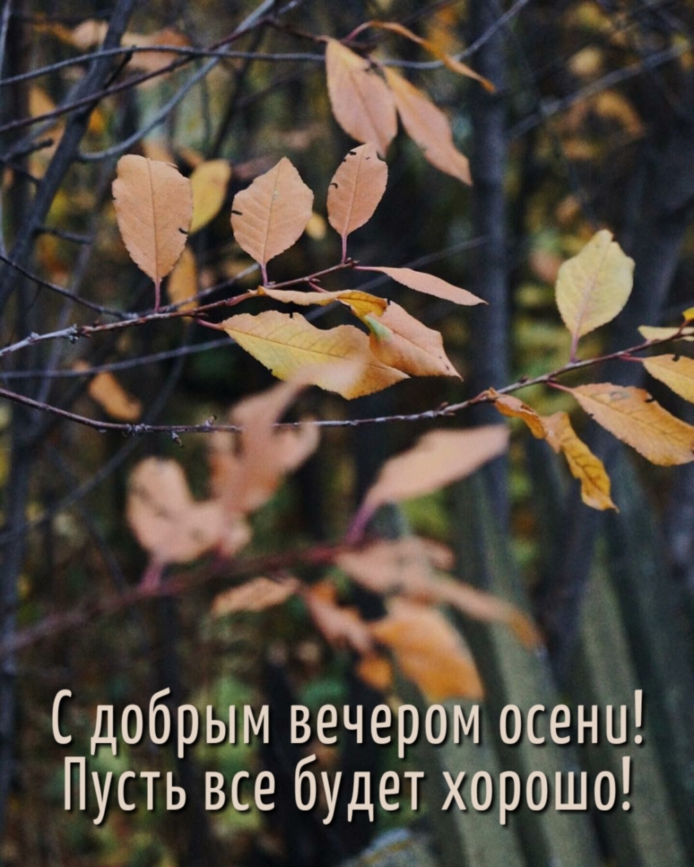 С добрым вечером осени! Пусть все будет хорошо!