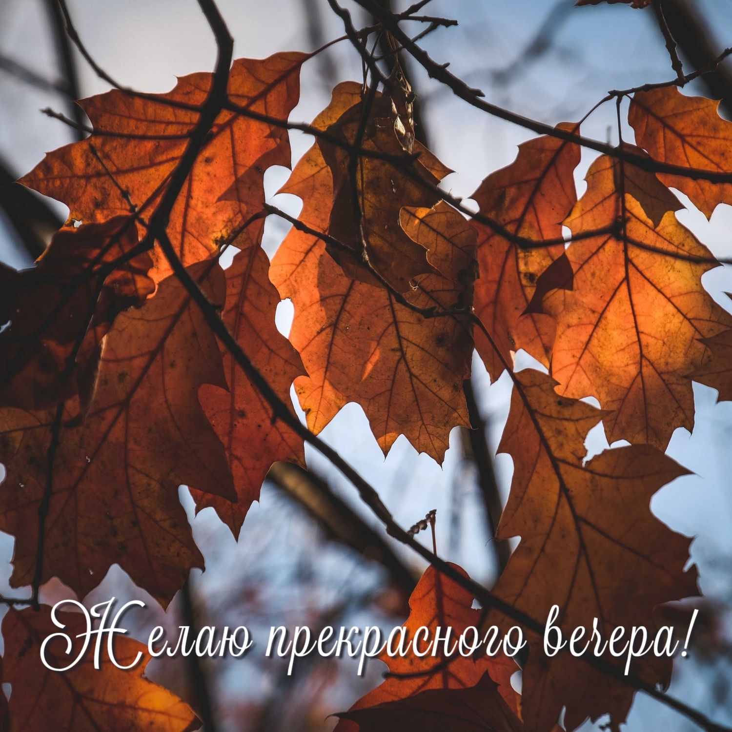 Желаю прекрасного вечера!