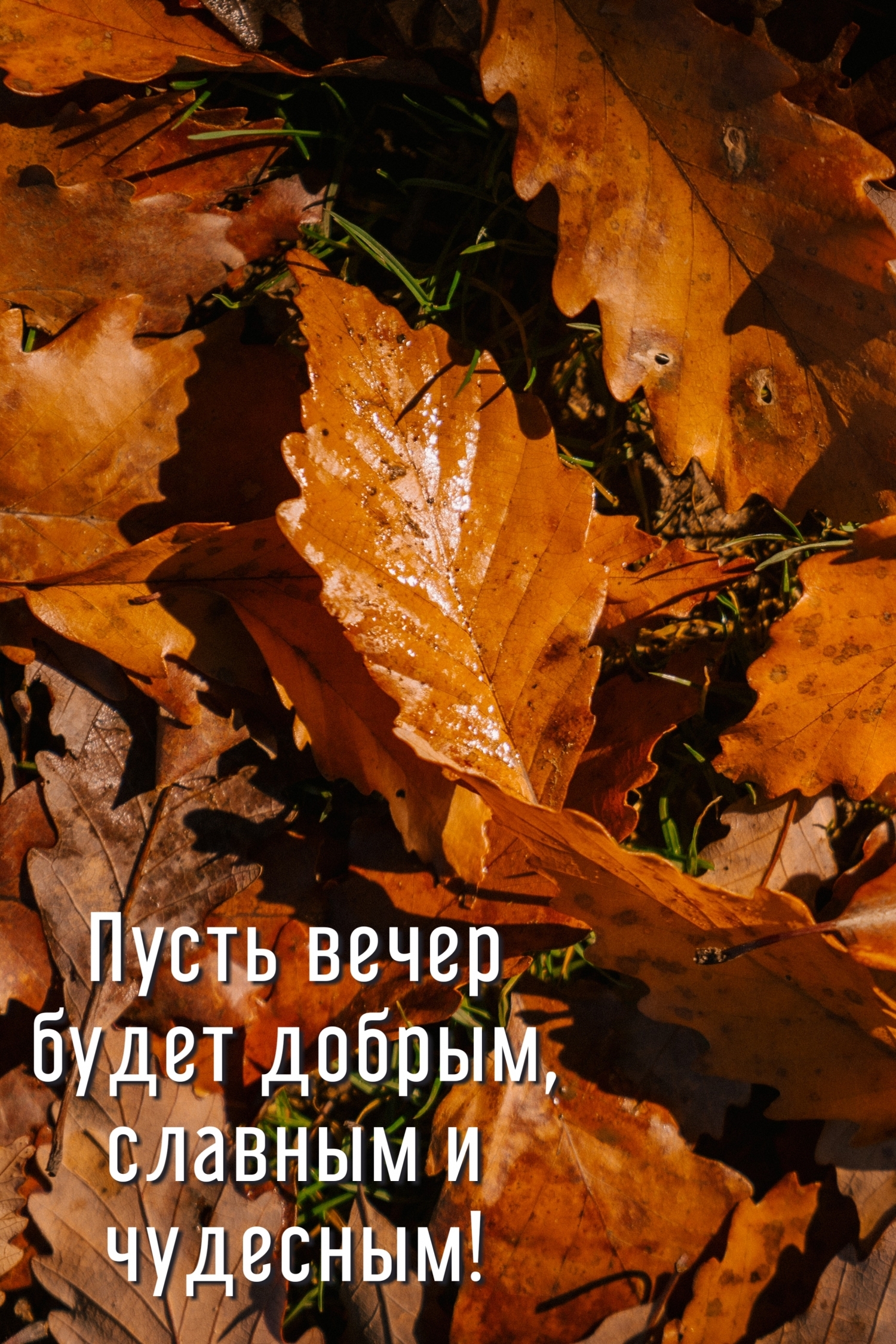 Пусть вечер будет добрым, славным и чудесным!