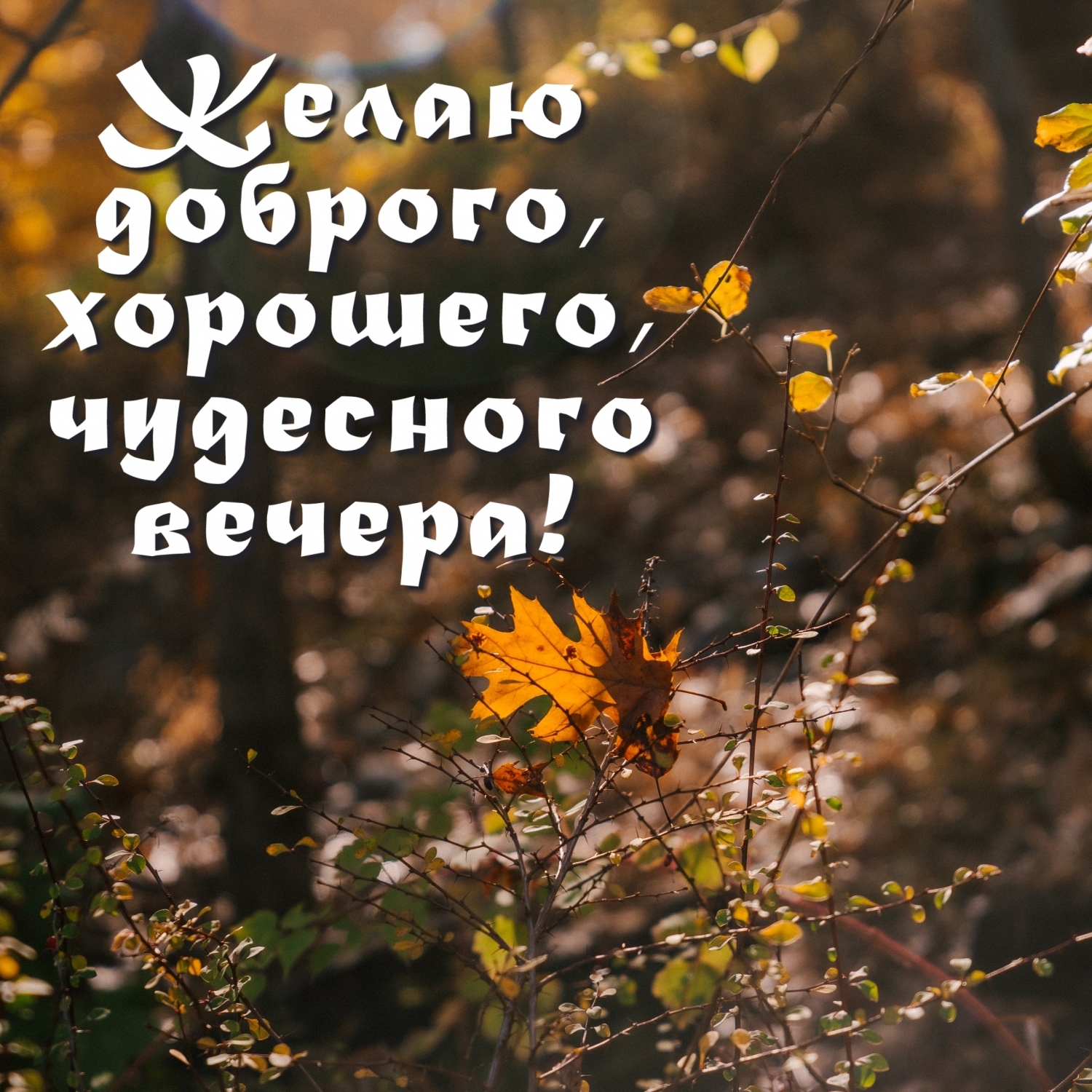 Желаю доброго, хорошего, чудесного вечера!