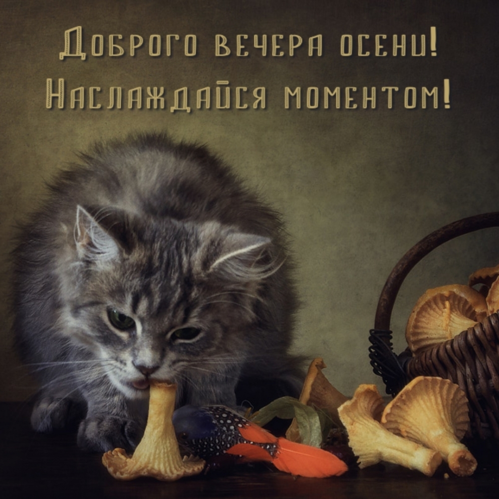 Доброго вечера осени! Наслаждайся моментом!