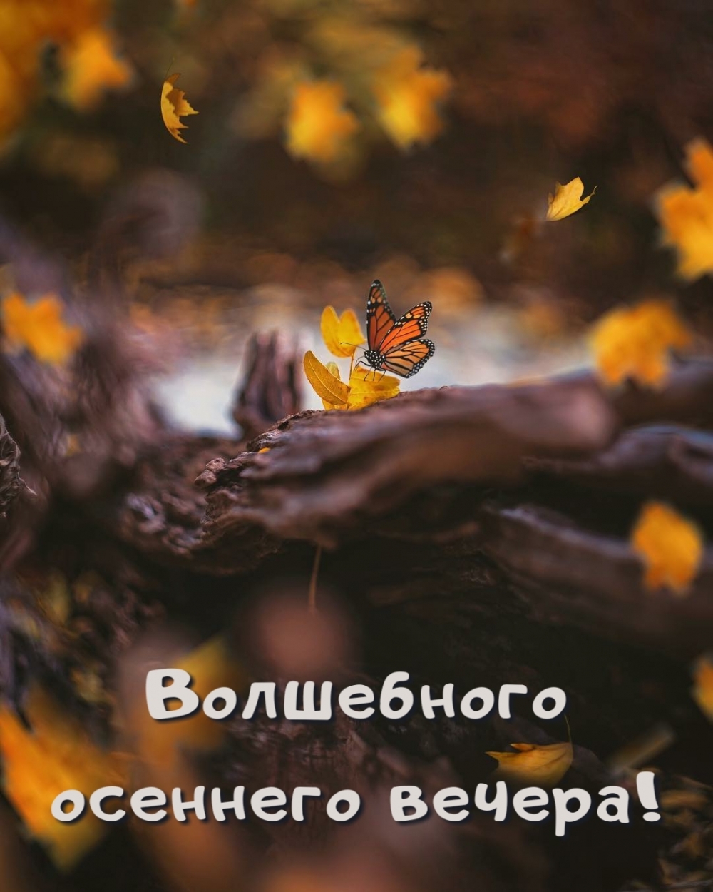 Волшебного осеннего вечера!