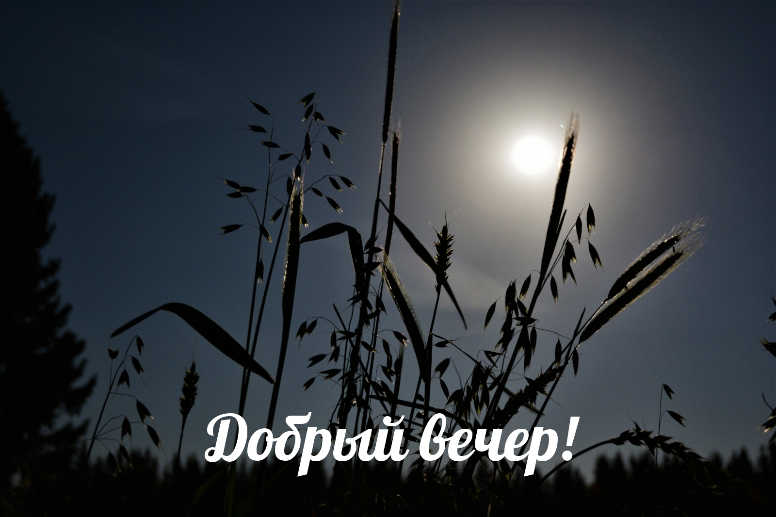 Добрый вечер!