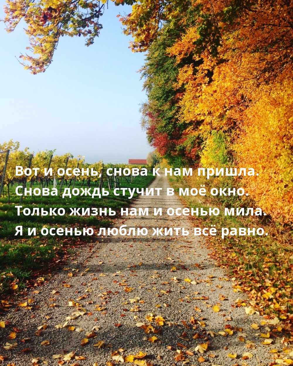 Вот и осень, снова к нам пришла.