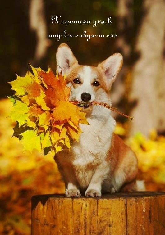 Хорошего дня в эту красивую осень