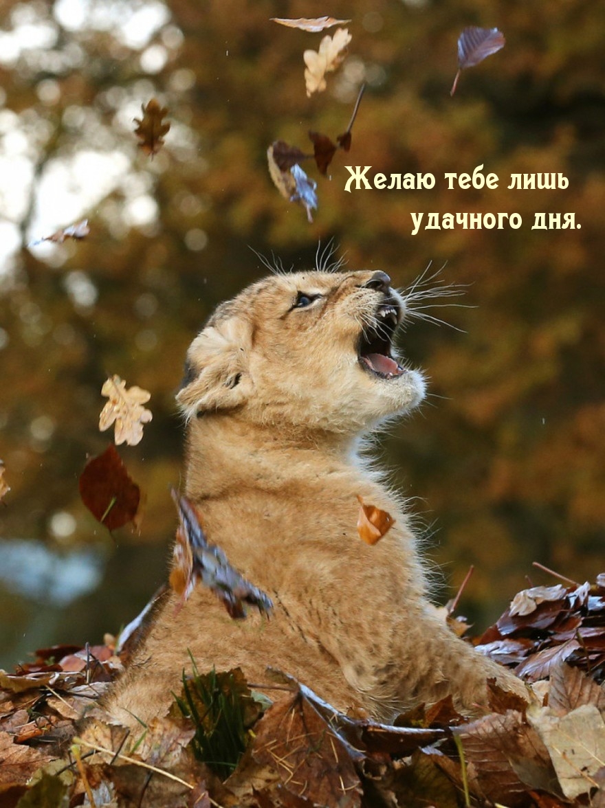 Желаю тебе лишь удачного дня.