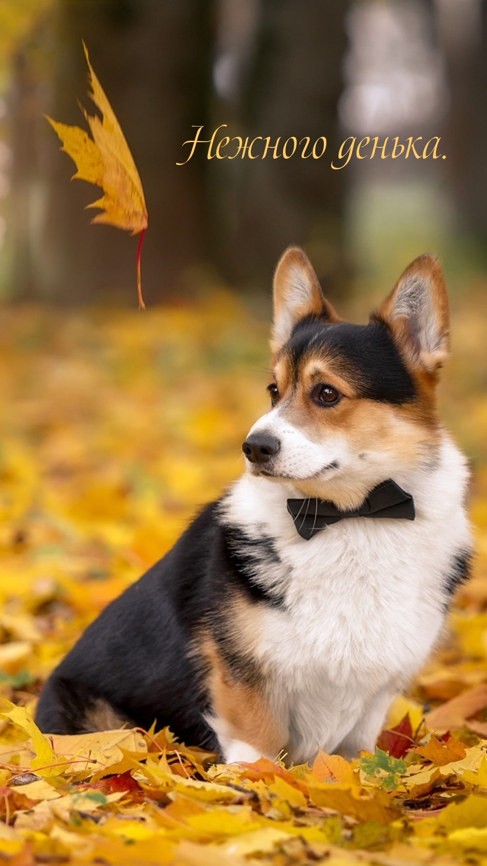 Нежного денька.