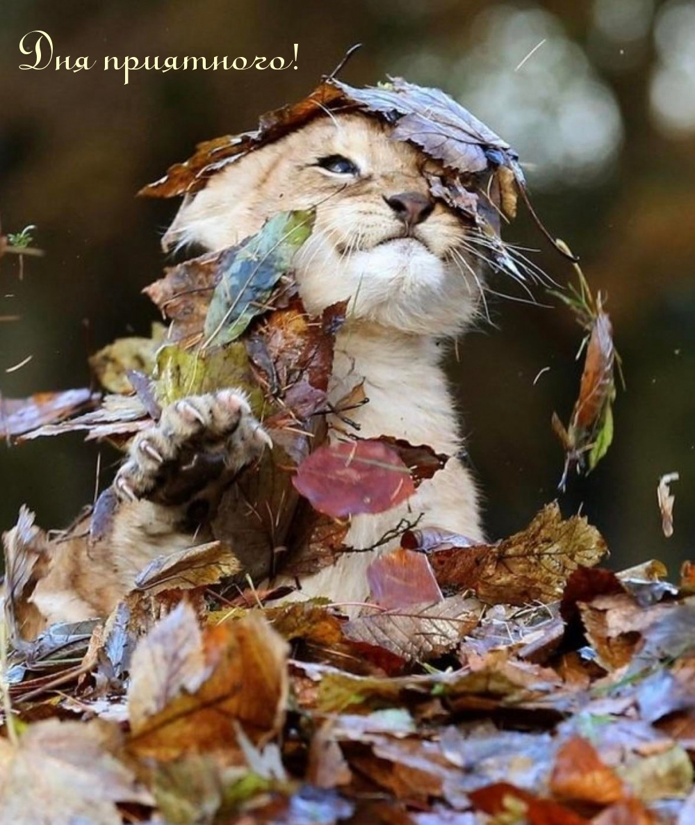 Дня приятного!