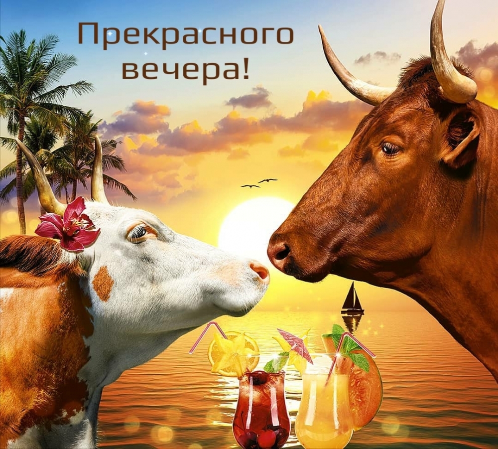 Прекрасного вечера!