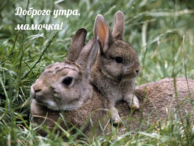 Доброго утра, мамочка!