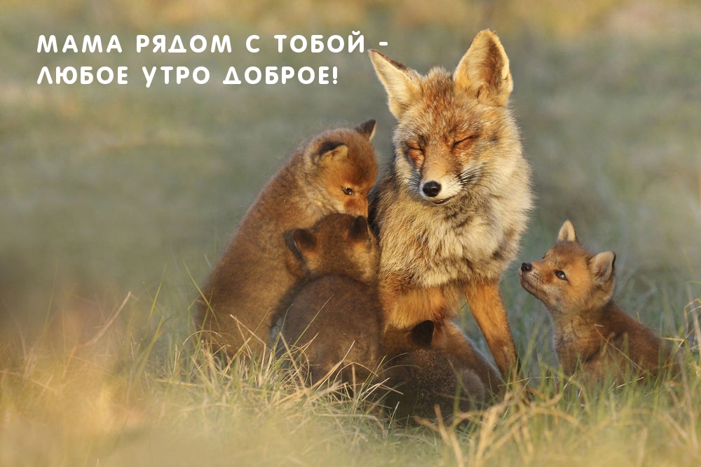 Мама рядом с тобой — любое утро доброе!