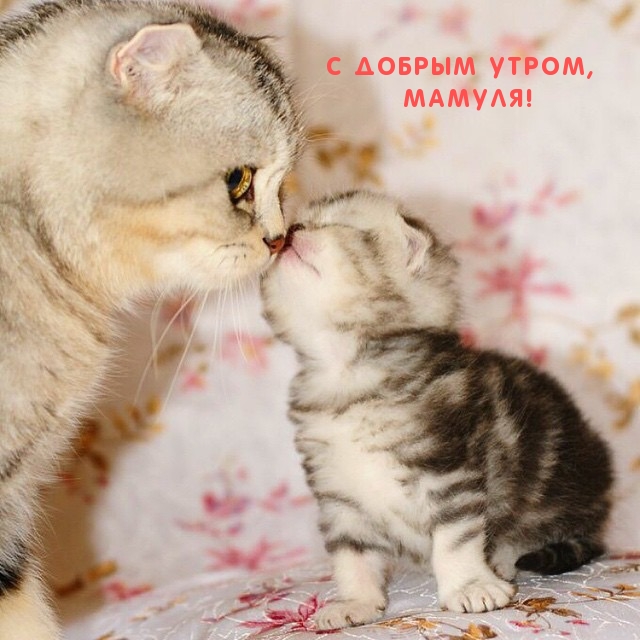 С добрым утром, мамуля!
