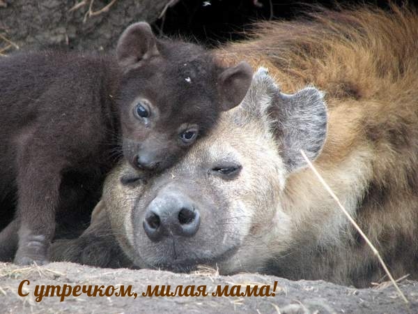 С утречком, милая мама!