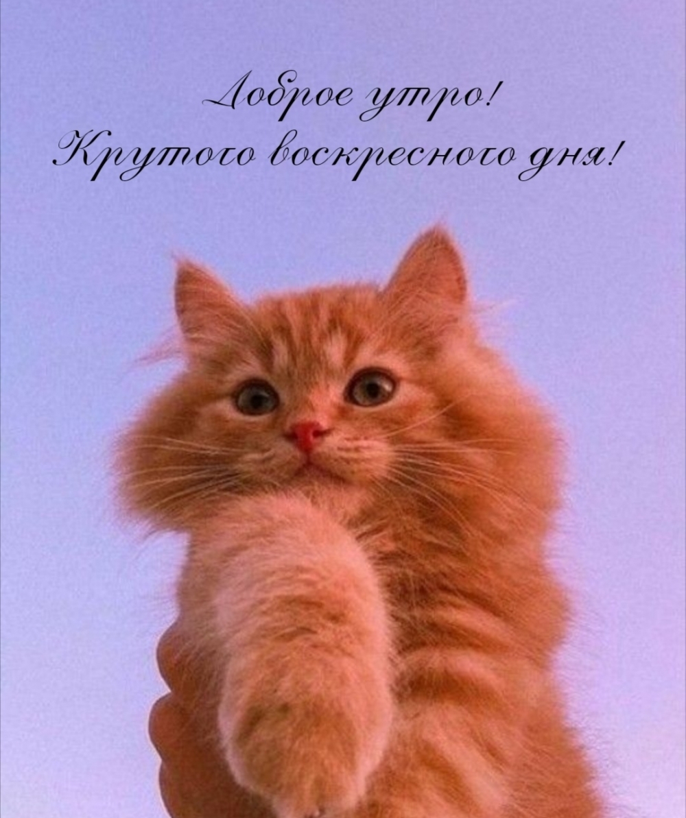 Доброе утро! Крутого воскресного дня!