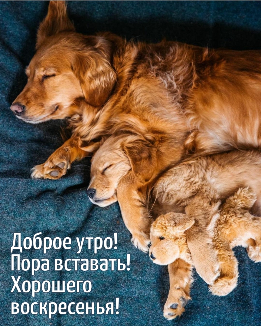 Доброе утро! Пора вставать! Хорошего воскресенья!