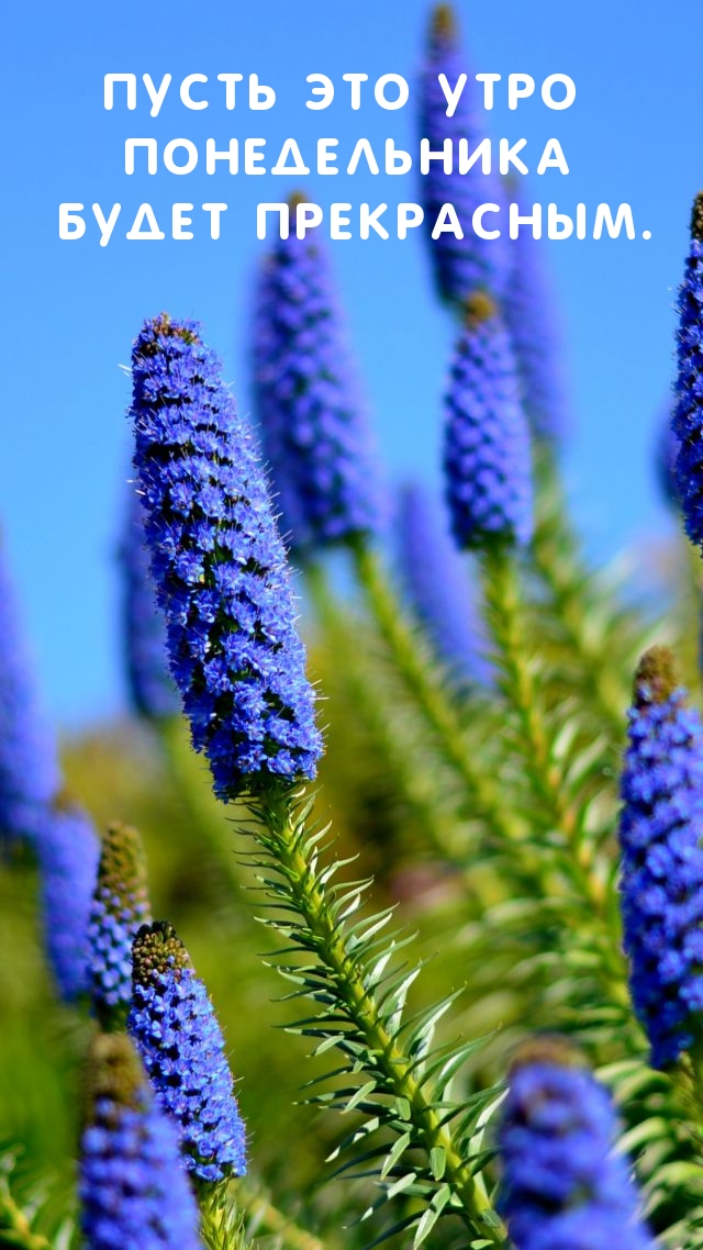 Пусть это утро понедельника будет прекрасным.
