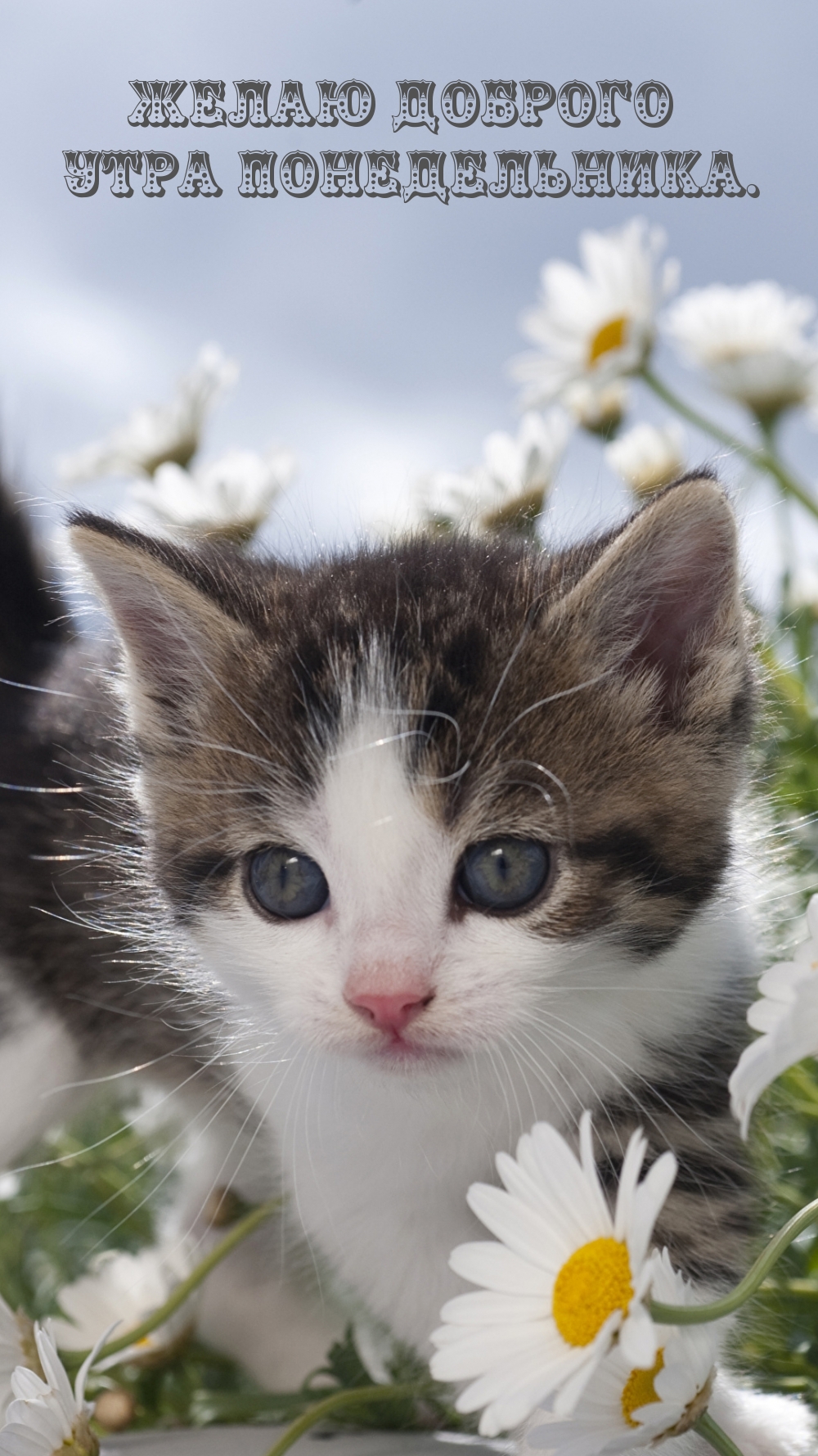 Желаю доброго утра понедельника.