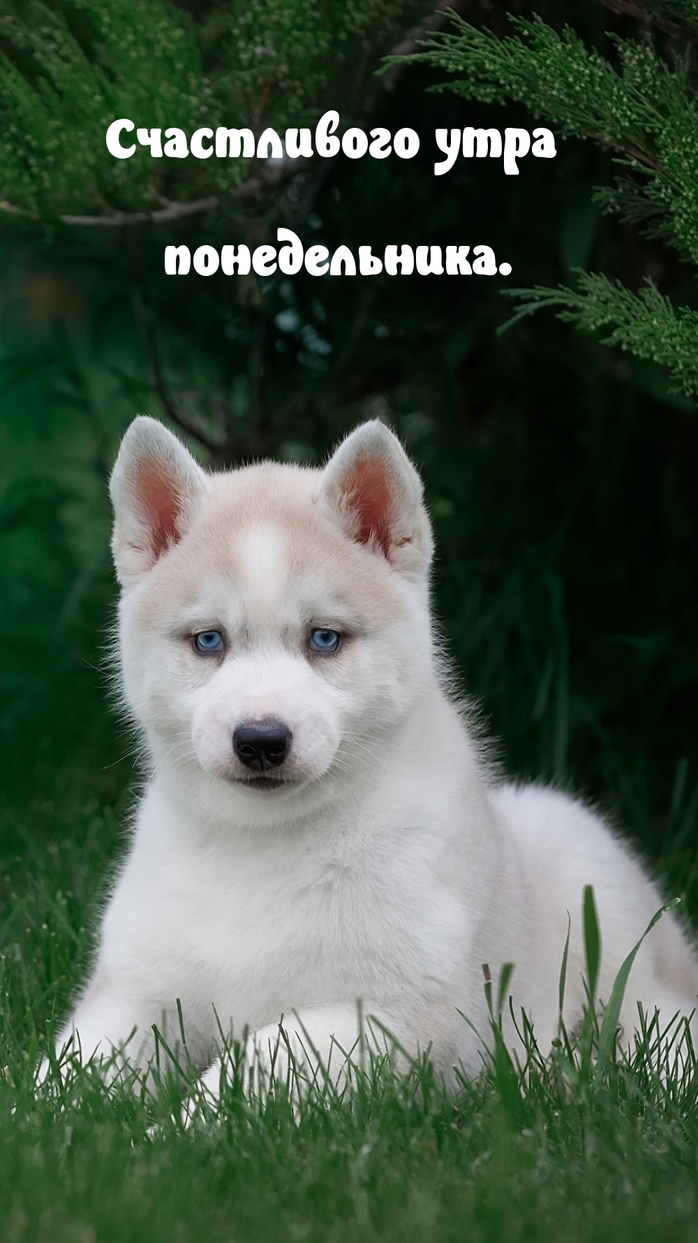 Счастливого утра понедельника.