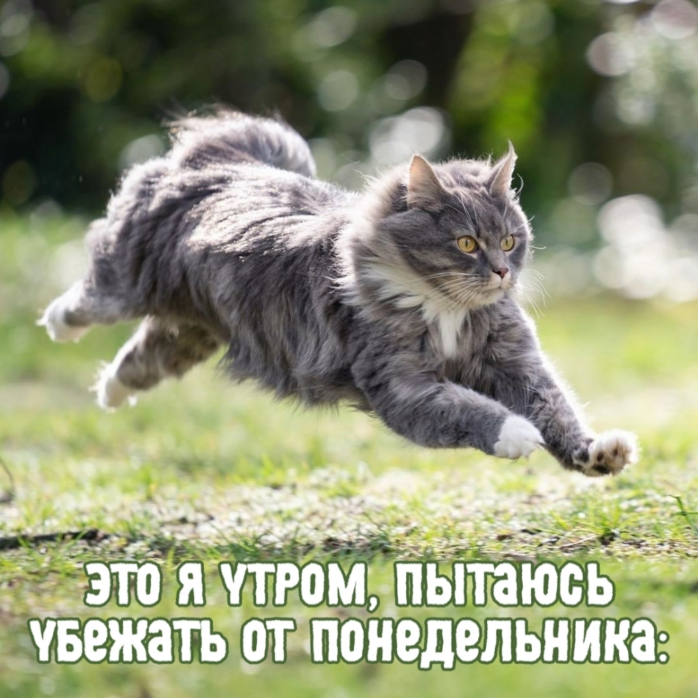 Картинка - Это я утром, пытаюсь убежать от понедельника:.